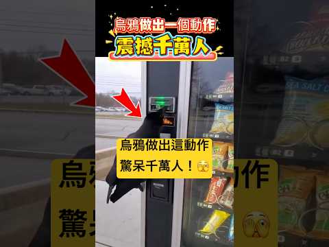 烏鴉做出一個動作！震撼千萬人🫣（AI輔助製作）#感動 #感人 #shorts 小林Lin’s life thumbnail