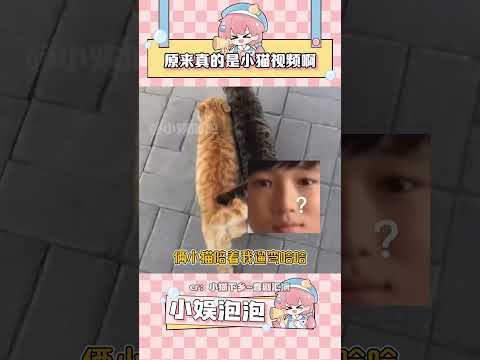 猫咪的迷惑行为与萌宠日常分享 #万万没想到 #离谱 #搞笑 thumbnail