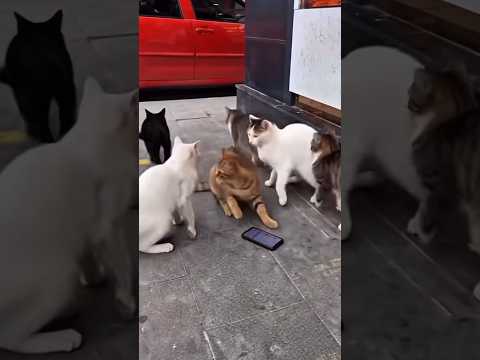 Kediler gizlice mesaj yazmış thumbnail