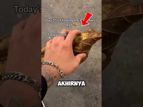 nemu daun kering suaranya sekeras ini?! 😱 thumbnail