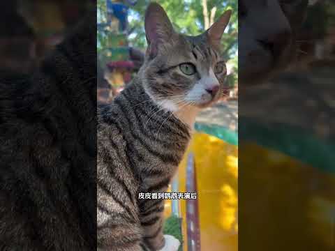 我是拒绝动物表演的 但是架不住它硬要表演 #猫咪 #科普 #知识 thumbnail