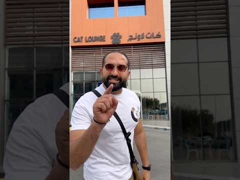 ٣ أشياء انتبه تسويها في مقهى القطط thumbnail