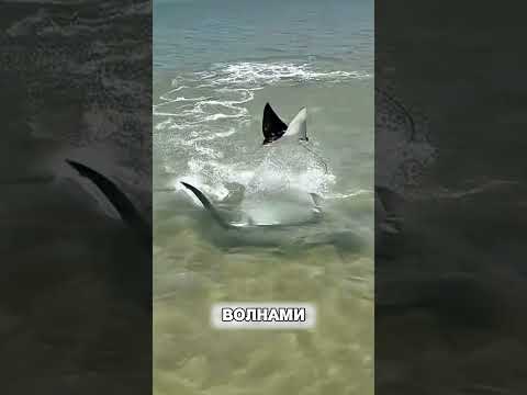 Скат перехитрил акулу НА СУШЕ😱🦈🏖 thumbnail