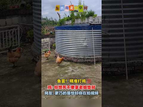 鱼雷！精准打鸡 thumbnail