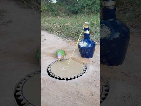 Unique Technique Parrot Trap Using Paper #shorts thumbnail