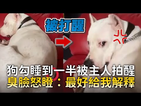 狗勾睡到一半被主人拍醒　臭臉怒瞪：最好給我解釋 ｜#寵物雲 thumbnail