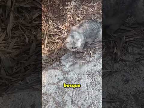 Este Gato Consiguió Novia Gracias A Un Imán ? thumbnail