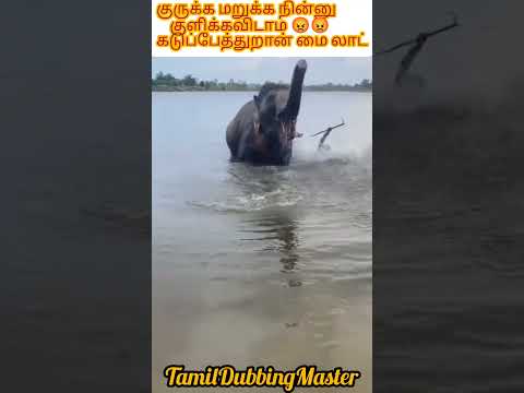ஓரமா போய் குளிடா ஓனரு ???❤ #shortfeeds #elephant #comedy #elephantlove #comedydub thumbnail
