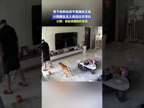 男子和狗玩球不慎踢碎花瓶，小狗跑女主人身边以示清白。小狗：你应该懂我的意思#宝藏城市漫游记# thumbnail