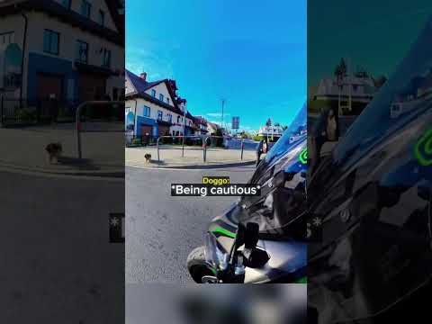 Biker Sees A Dog Crossing Correctly While Cruising... thumbnail