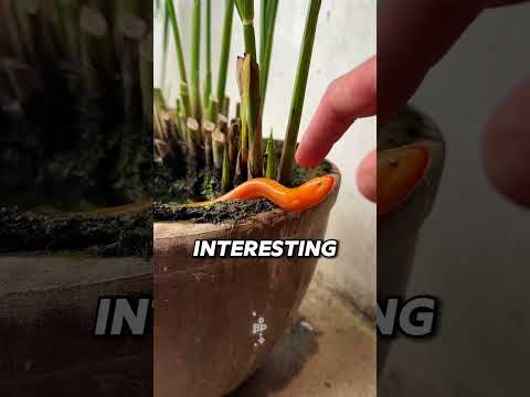 How People Befriend One Of The Strangest Fish On Earth ?‍↕️#aquaticpets #EcoJar #fyp thumbnail
