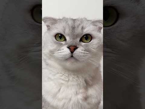 Sonya… 🥲 #cat #cats thumbnail