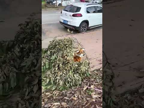 Dogs doing dogs things #dog #funny #corgi thumbnail