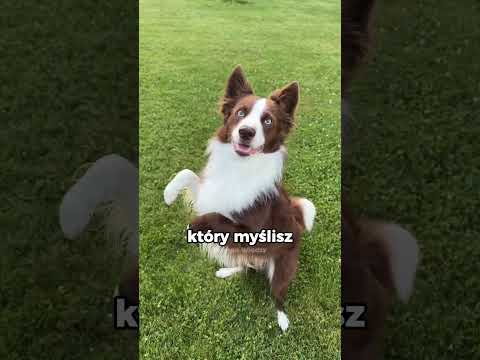 Border collie: Mały pies, wielkie umiejętności! thumbnail