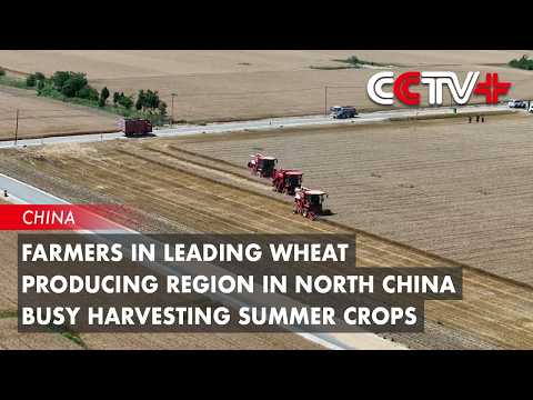 Farmers in Leading Wheat-Producing Region in North China Busy Harvesting Summer Crops thumbnail