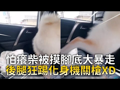 怕癢柴被摸腳底大暴走　後腿狂踢化身機關槍XD｜#寵物雲 thumbnail