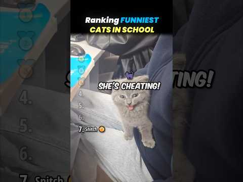 Ranking FUNNIEST CATS IN SCHOOL Core Moments!! 🐱📚 thumbnail