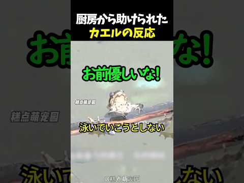 厨房から助けられたカエルの反応 thumbnail