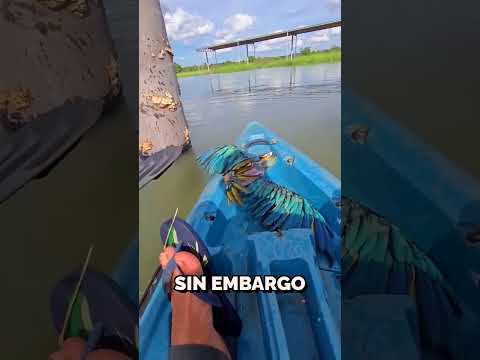 Rescató a Este Pájaro y lo Devolvió a su Nido 🦜❤️ thumbnail