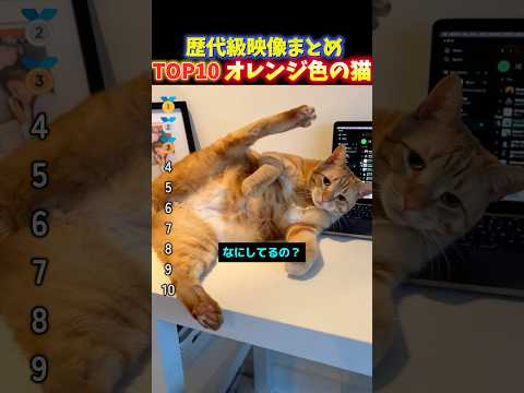 【癒し】かわいい茶トラ猫の理解不能な行動に癒される瞬間TOP10 thumbnail