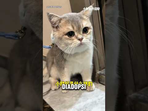 Emon pas kecil imut dan galak ? thumbnail