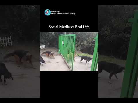 Social Media vs. Real Life #funny #humor #shorts thumbnail