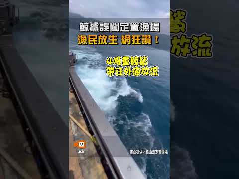 【地方】4噸重鯨鯊誤闖定置漁場 漁民帶往外海放生 網狂讚！ thumbnail