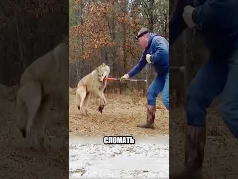 Волк бросился на своего СПАСИТЕЛЯ😨🐺🔥 thumbnail