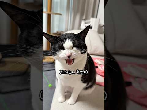 아빠랑 거리두는 고양이 thumbnail