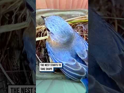 Nest building has started ??? #shorts #birds #birdwatching #wildlife #animals thumbnail