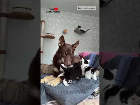 Кошки и Собаки — Враги? 🤔 thumbnail