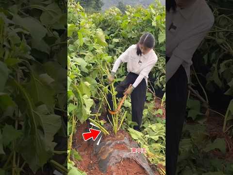 Người Phụ Nữ Tức Giận Vì Cây Không Ra Quả #shorts thumbnail
