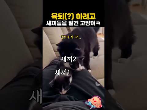 육퇴(?)하려고 새끼들 맡긴 고양이ㅋㅋ thumbnail