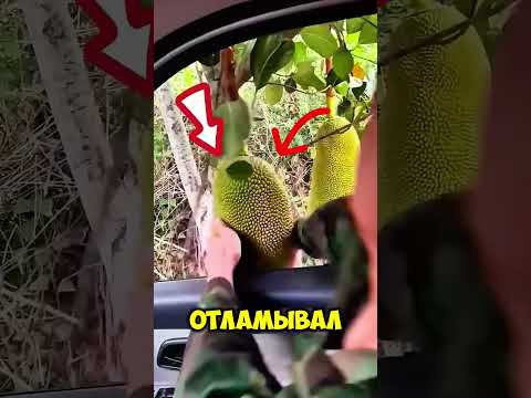 Самый странный способ собрать фрукты! thumbnail