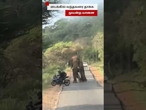 சாலையில் நின்றிருந்த யானை; பைக்கில் கடக்க முயன்ற நபரால் பரபரப்பு thumbnail