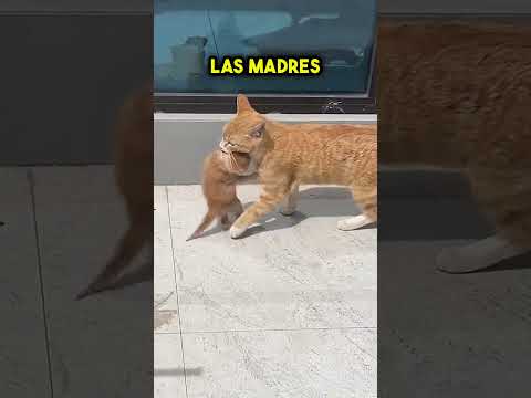 Esta madre gata nunca se rindió 🥹 🐱 #shorts thumbnail