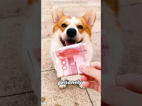 This dog is very smart.#shorts thumbnail