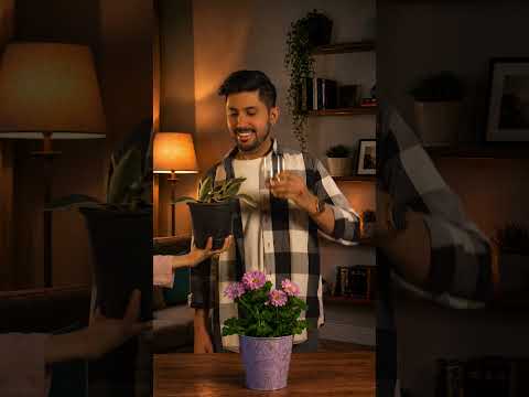 Which Plant will you water First ? 🪴🤔 | Kuldeep Singhaniaa #shorts thumbnail