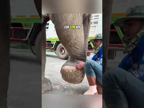 Chú voi này bị dày vò bởi chiếc gai sắt đâm vào chân#daochieu #shorts thumbnail