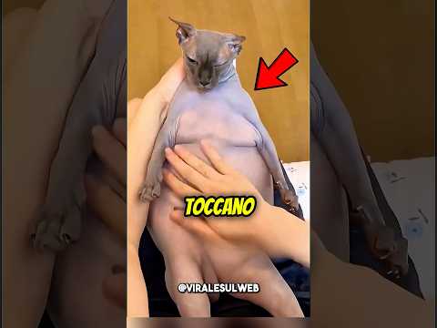 Non prendere MAI gatti SENZA PELO😱🐱 #shorts thumbnail