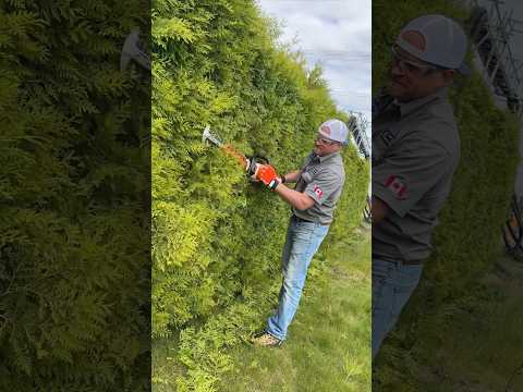 Testing out the @STIHLCanada hedge trimmers and new All Pro batteries! thumbnail