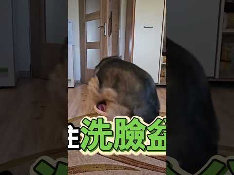 小狗被貓咪帶偏愛鑽盆 thumbnail