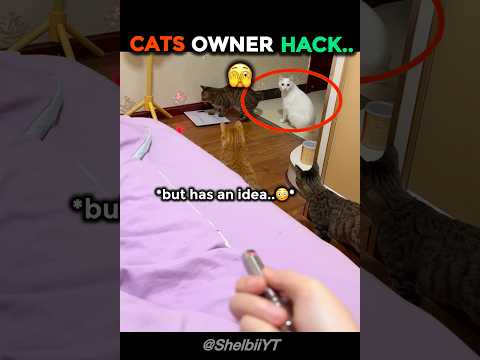 Cats Laser Trick Will Satisfy You…?#shorts #pets #cats thumbnail