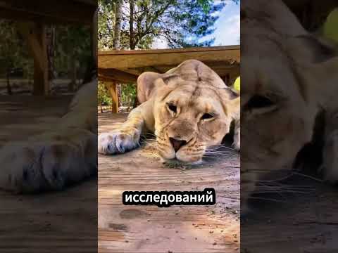 Почему Кошки Без Ума От Кошачьей Мяты ? thumbnail