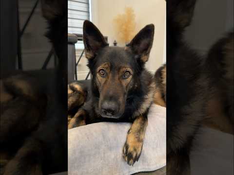 German Shepherd Glow Ups thumbnail