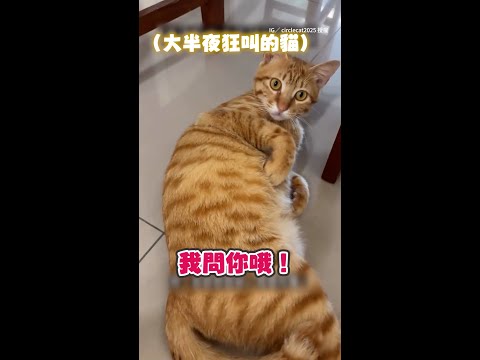 【偶不要～】橘貓半夜狂叫奴才道德勸說　牠裝可愛糊弄還落跑XD #Shorts thumbnail