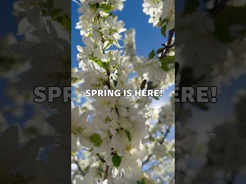 Spring has Arrived in Colorado! thumbnail