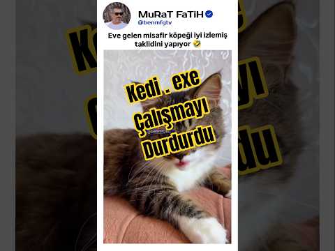 Köpek Taklidi Yaparak Ekstra Mama Koparmaya Çalışan ? #kedi #kedivideoları thumbnail