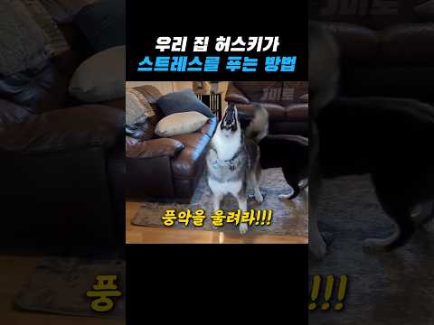 우리 애는 스트레스가 없어요 thumbnail