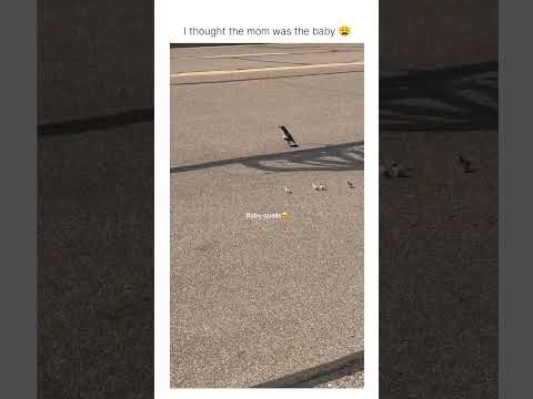 thought they were leaves blowing in the wind 😭😭😭🥹🥹 thumbnail